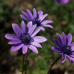 Anemone hortensia